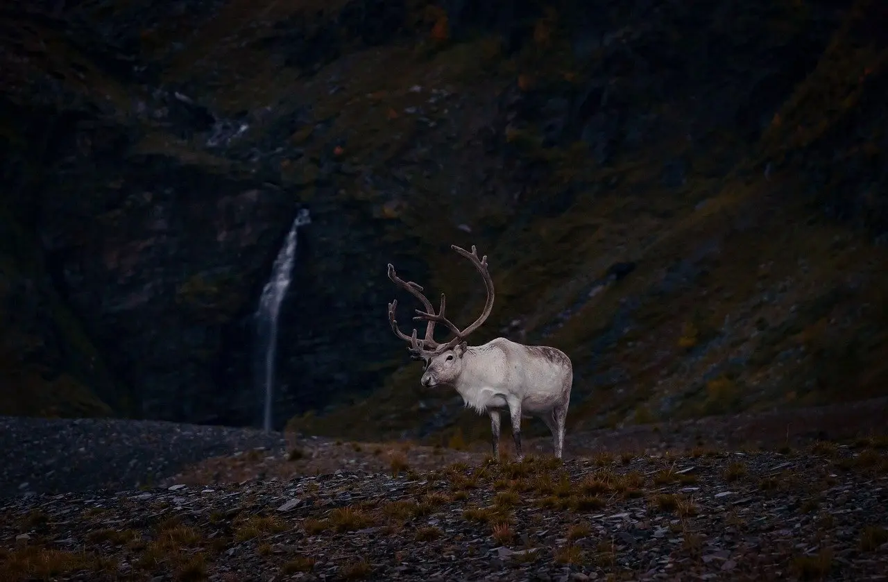 Hvordan kan man vedligeholde julerensdyr, så de holder længe?