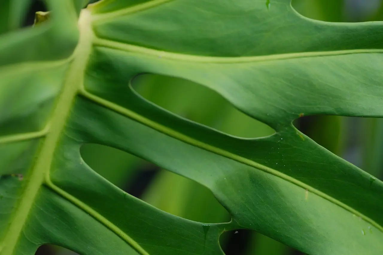 Planter som indretning: 7 grønne favoritter og hvor de trives